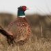 best pheasant hunting states