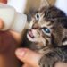 what to feed newborn kittens in an emergency